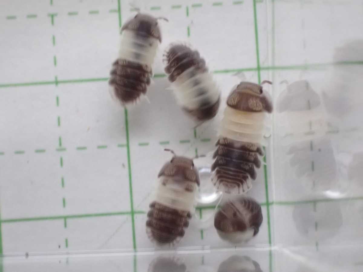 パンダキングダンゴムシ 8匹 エサ付き Cubaris Sp Panda King ダンゴムシ ワラジムシ の落札情報詳細 ヤフオク落札価格情報 オークフリー スマートフォン版