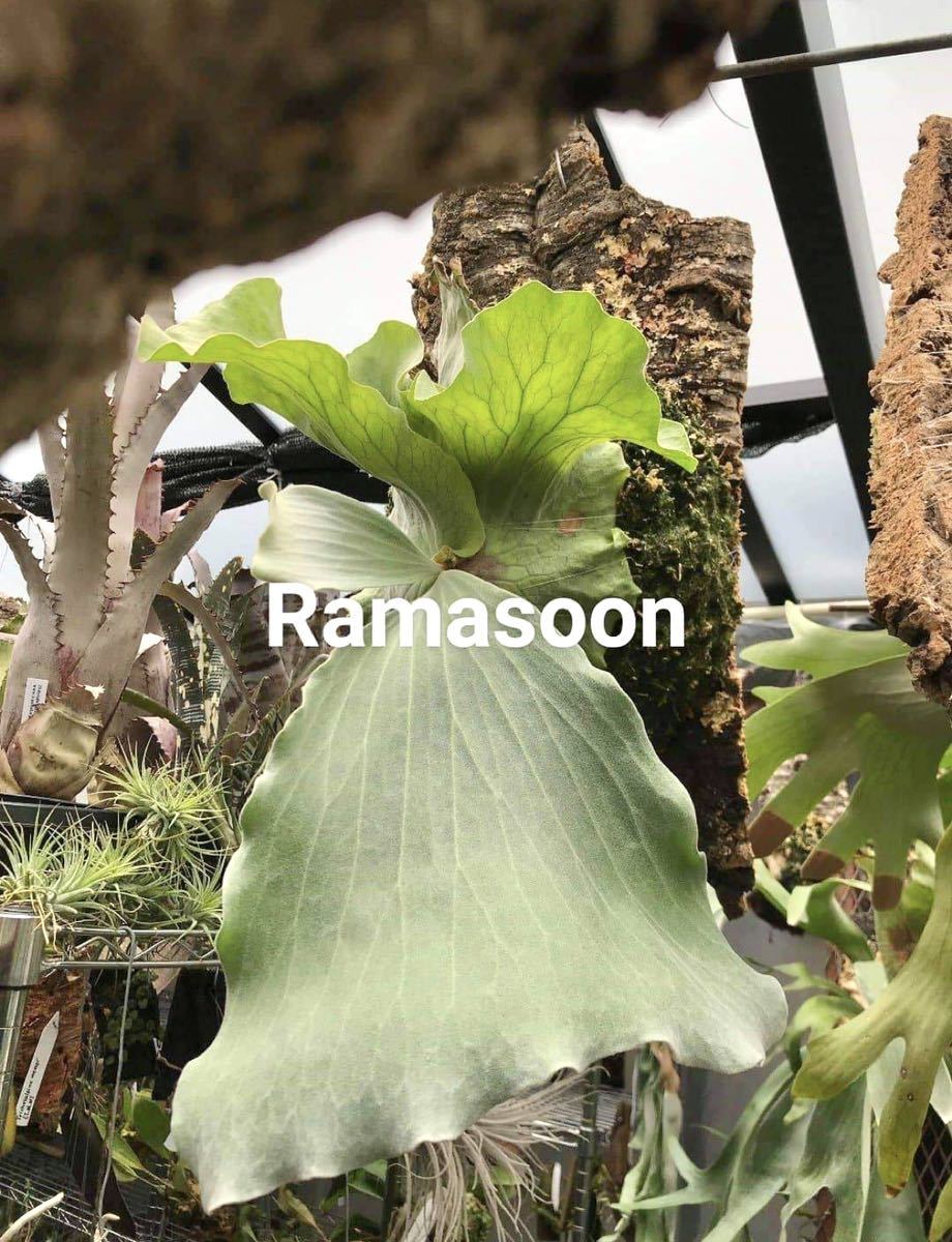 最終値下げ！P.Andinum×P.Madagascariense ビカクシダ 【公式通販】