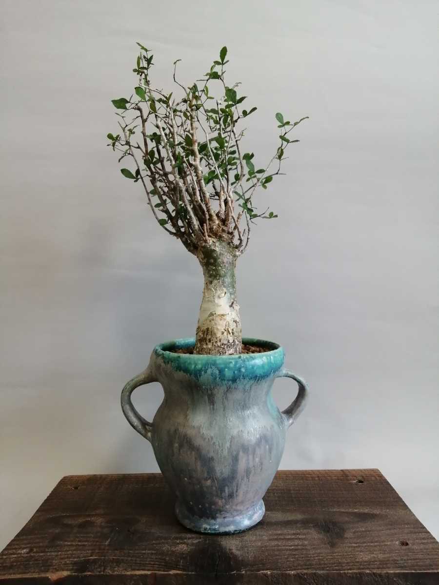 コミフォラ　フンベルティ　鉢付き　現地球 コミフォラ フンベルティ Commiphora humbertii 現地球 発根済 多枝 良