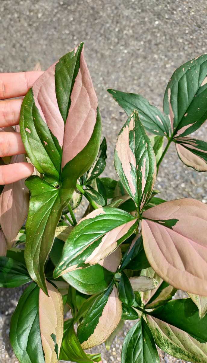 シンゴニウム ピンクスプラッシュ Syngonium Pink Splash の落札情報詳細 ヤフオク落札価格情報 オークフリー スマートフォン版