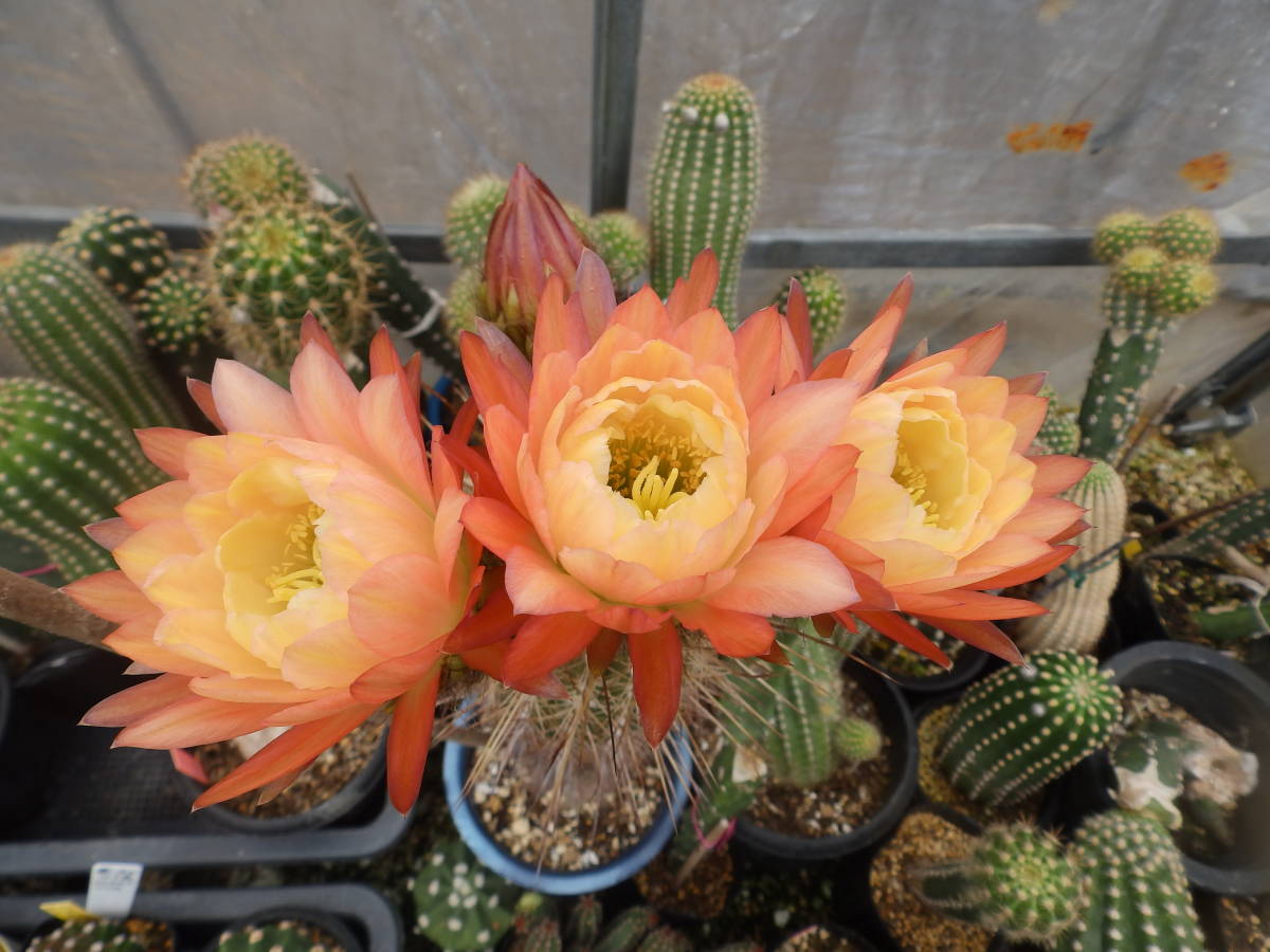 新品 花サボテン 品種名 緋怒竜 大輪咲 花径約１３ 大苗 の落札情報詳細 ヤフオク落札価格情報 オークフリー スマートフォン版