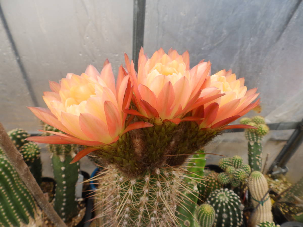 新品 花サボテン 品種名 緋怒竜 大輪咲 花径約１３ 大苗 の落札情報詳細 ヤフオク落札価格情報 オークフリー スマートフォン版