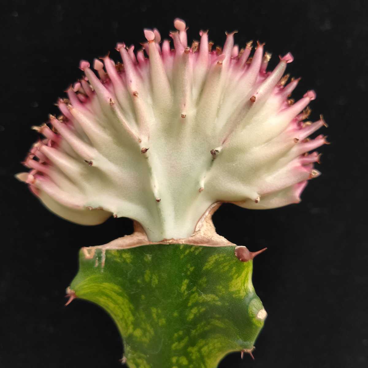 新品 ユーフォルビア マハラジャ 多肉植物 コーデックス サボテン アガベ の落札情報詳細 ヤフオク落札価格情報 オークフリー スマートフォン版