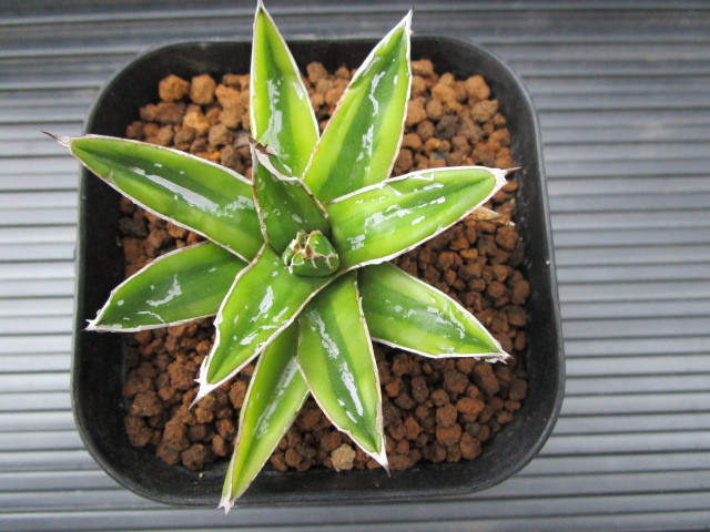 アガベ 輝山 笹の雪 黄覆輪 の落札情報詳細 ヤフオク落札価格情報 オークフリー スマートフォン版