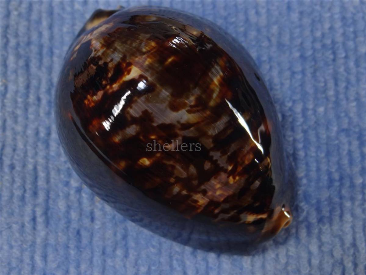 新品 貝 標本 ハワイハチジョウダカラ の落札情報詳細 ヤフオク落札価格情報 オークフリー スマートフォン版