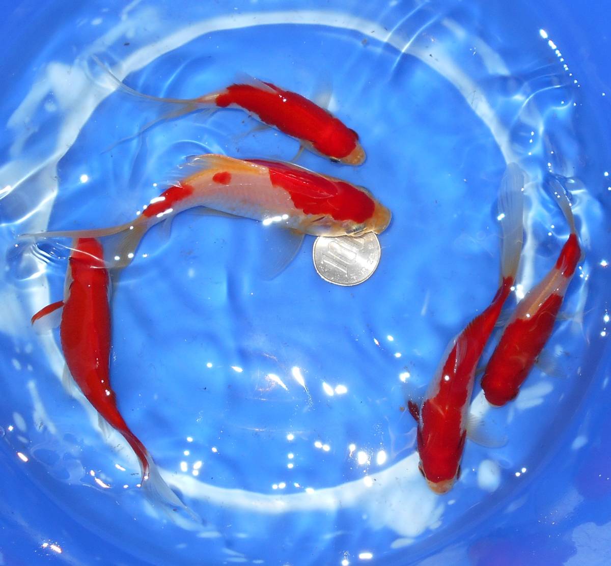 目立った傷や汚れなし 紀州金魚くらぶ 特上 2号 コメット 5匹 12cm前後 写真の個体 まだまだ伸び代ある金魚 の落札情報詳細 ヤフオク落札価格情報 オークフリー スマートフォン版