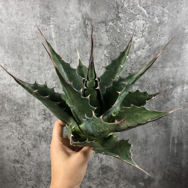 P8283】【ロングスパイン！】強棘選抜！ アガベ モンタナ Agave