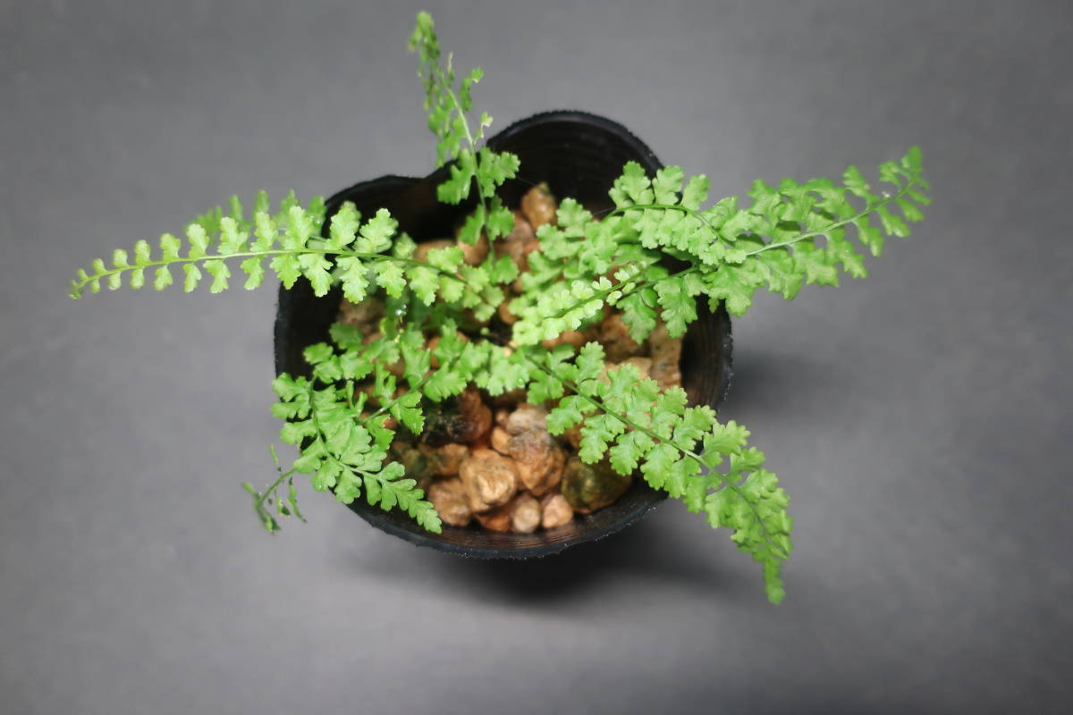 シダ植物 クロヘゴ7号 大型大株 希少品種レア ディクソニア Ieltspolska Pl