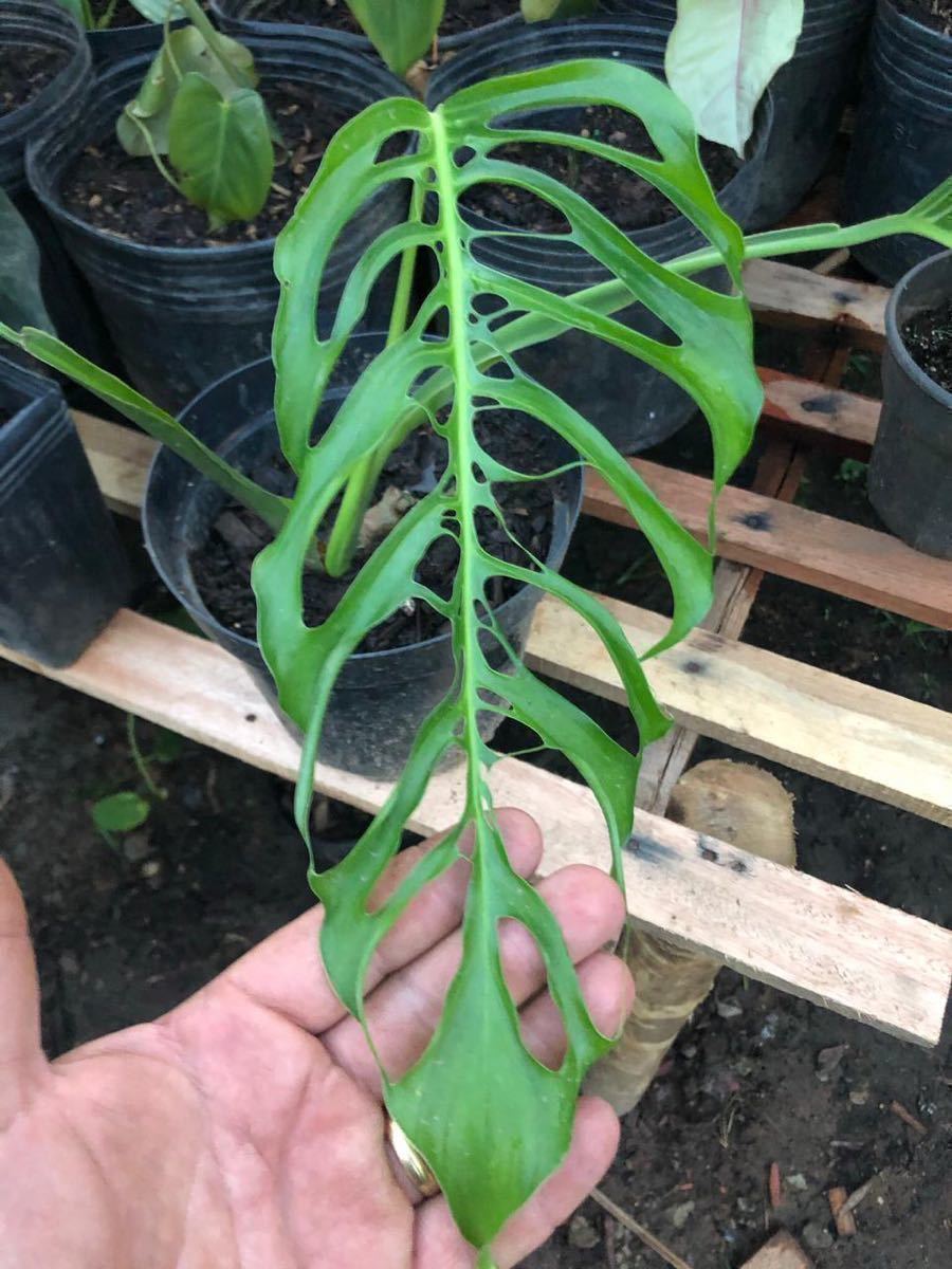 観葉植物 ハワイ アエアエバナナ 斑入りバナナ バナナ モンステラ フィロデンドロン アエアエ No 2 Brandsynariourdu Com