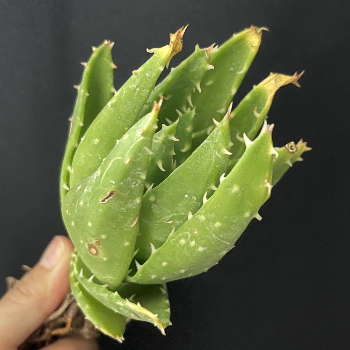 【未使用】アロエ ミトリフォルミス/Aloe mitriformis 観葉植物 多肉植物 珍奇植物 ビザールプランツの落札情報詳細 ...