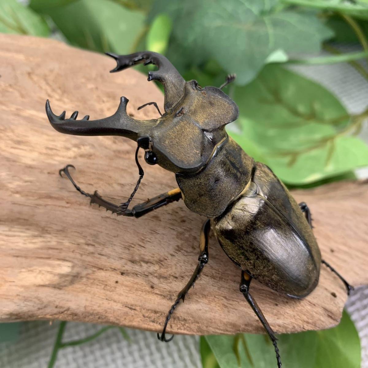 Sparkle Beetle】宮崎県産 天然 超大型ミヤマクワガタ♂75.2mmペア (激