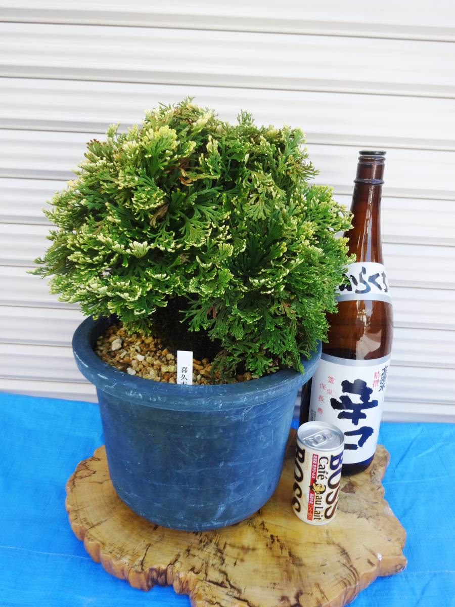 目立った傷や汚れなし】いわひば 銘品《 喜久寿 》30年物 岩松 巻柏