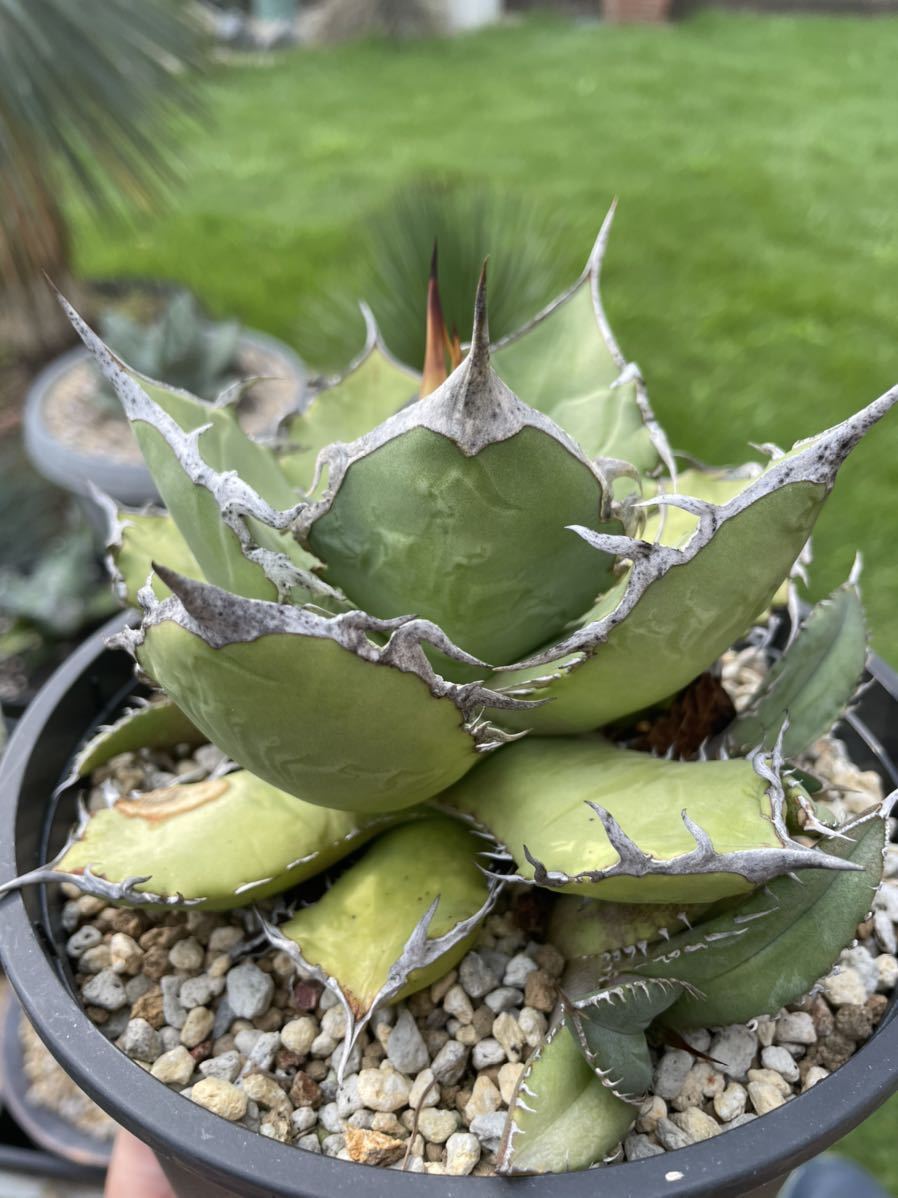 観葉植物《らくらくメルカリ便♪」サンセ ベリア・希少・美苗株★ Aya ★抜き苗 観葉植物《らくらくメルカリ便♪》サンセベリア・希少・美苗株☆ Aya