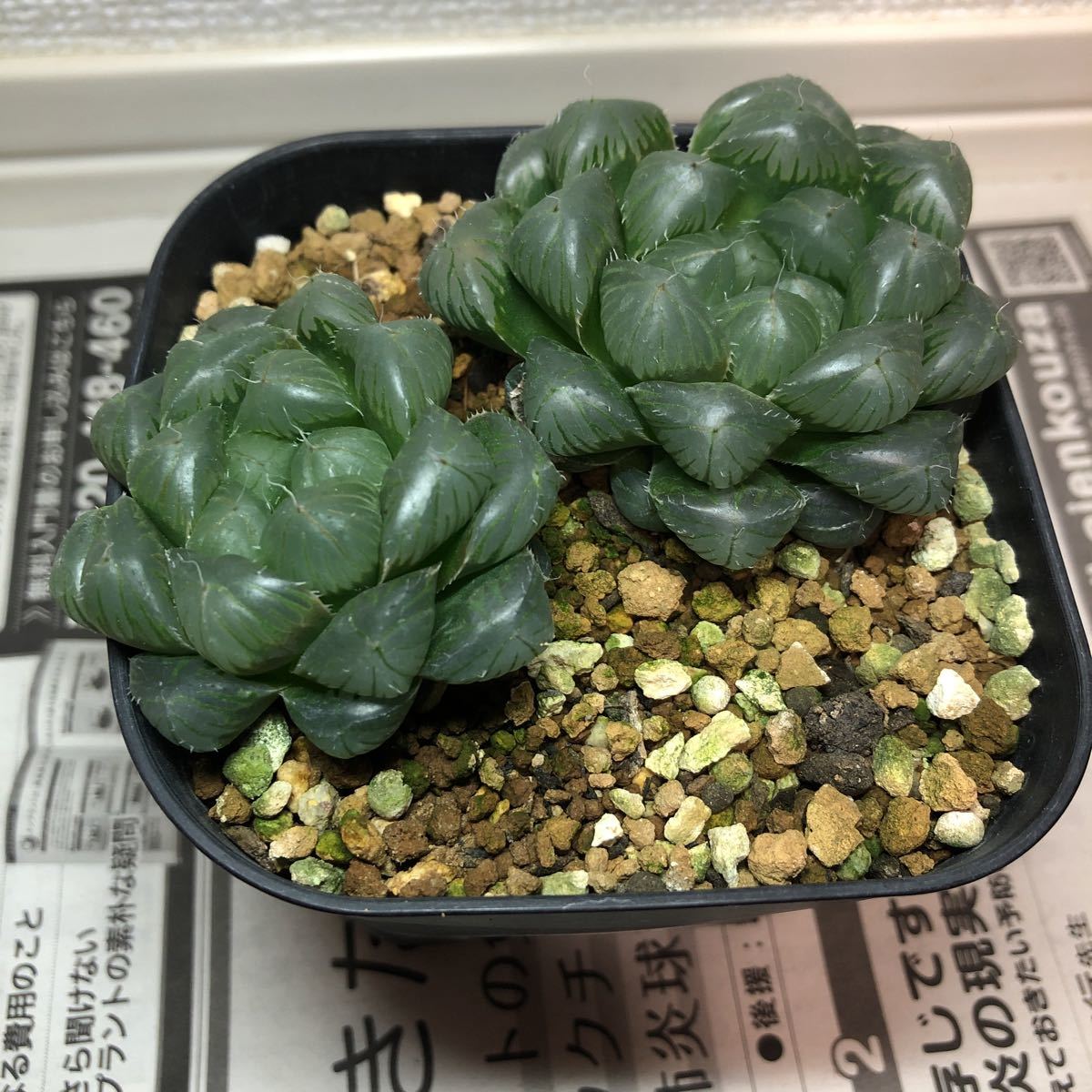 多肉植物 ミニラウイ♡粉ハゲあります。