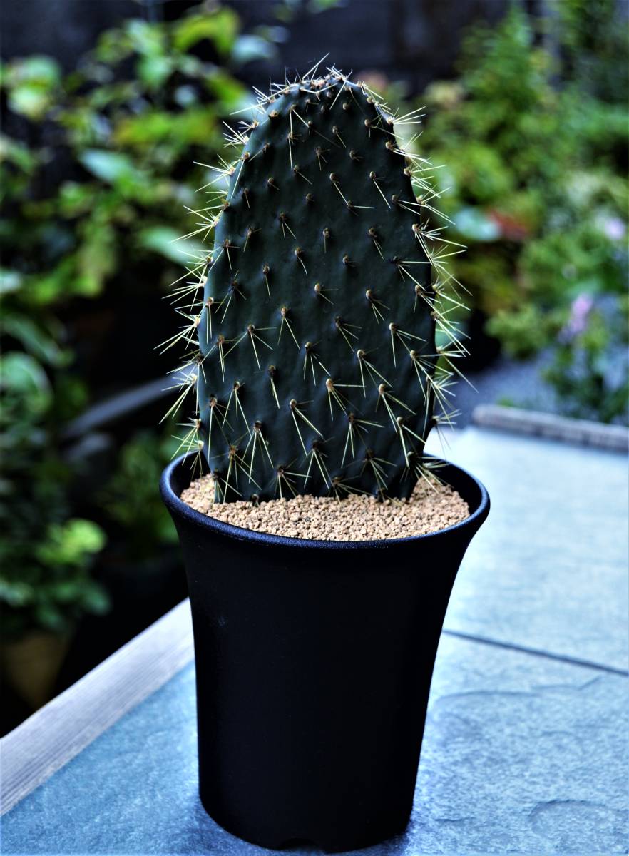 人気種❗️ 黒肌金棘　ガラパゴスウチワ　子株付き ガラパゴスウチワサボテン 金棘 充実株 Opuntia echios var，gigantea