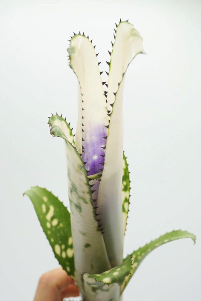 ブロメリア billbergia domingos martins ビルベルギア ブロメリア Billbergia Domingos Martins