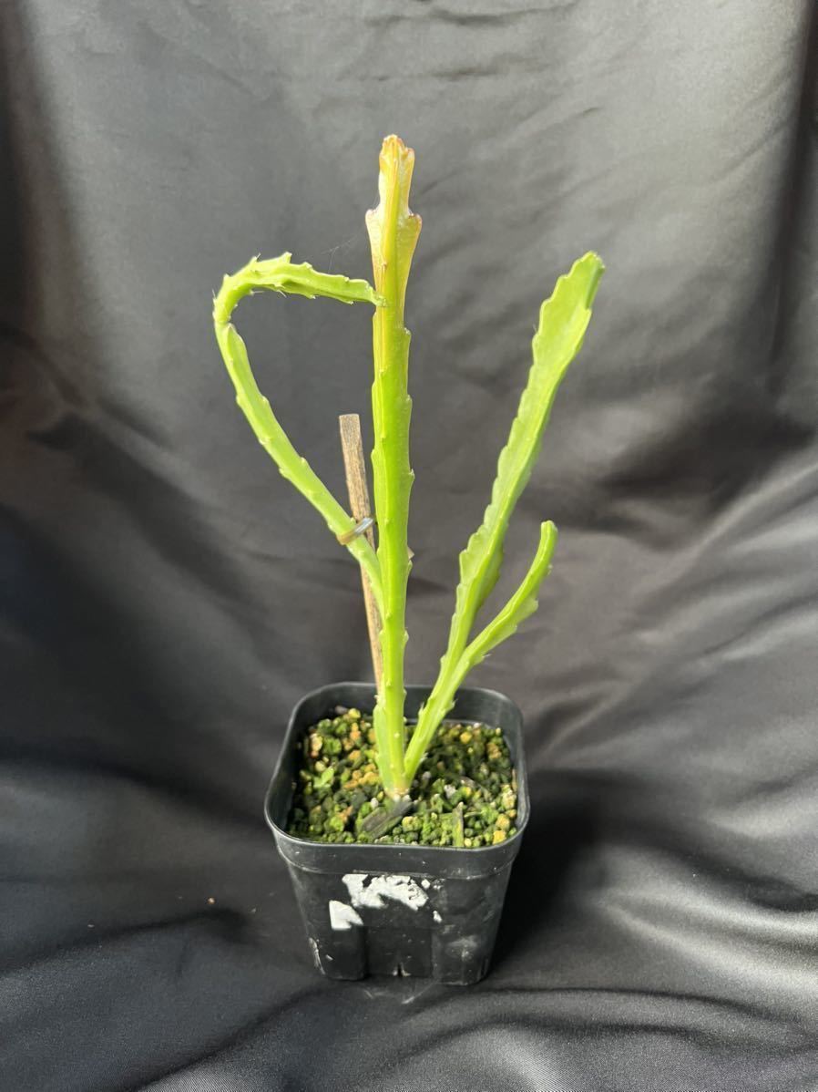 超レア！サボテン、クジャクサボテン、孔雀サボテン、白狐の精、根付き苗