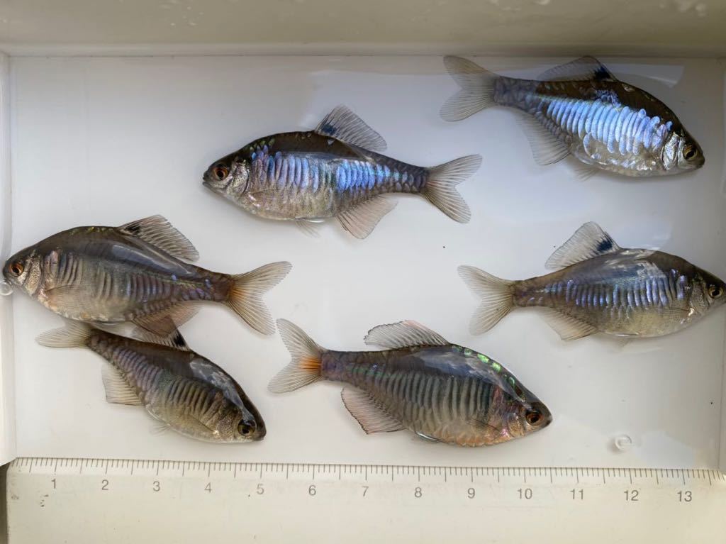 タナゴの世界 藍石台タナゴ1ペア、黄腹タナゴ1ペア | AQUALASSIC