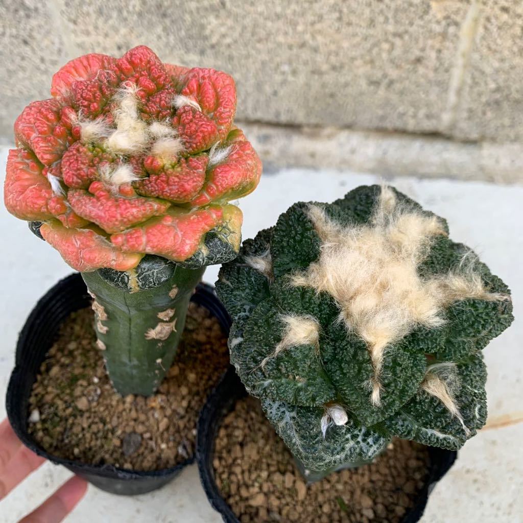 サボテン・多肉植物＞ ゴジラ亀甲牡丹 大疣タイプ（特価品)