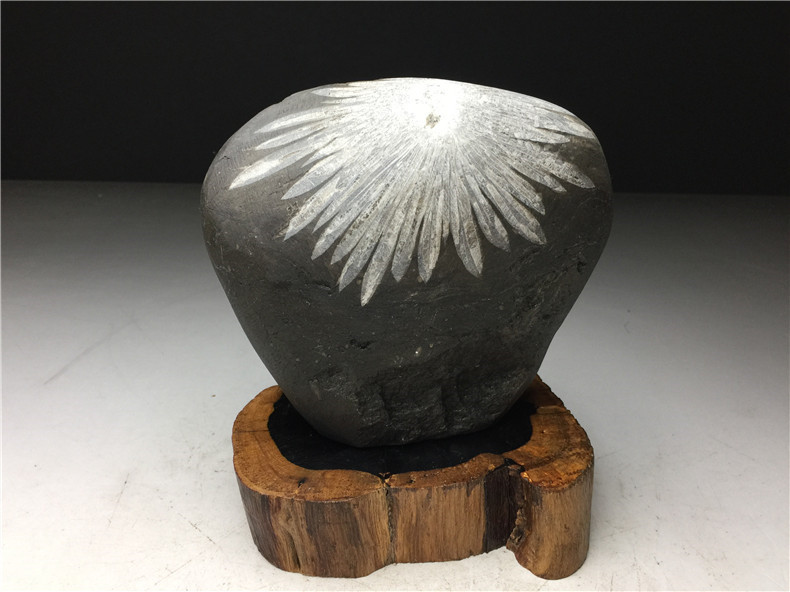 菊花石 ☆ 鑑賞石 菊花石 盆石 水石 suiseki 【公式通販】