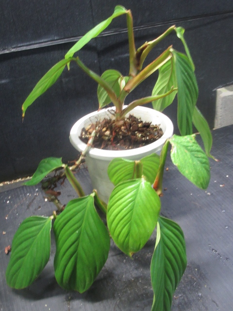 フィロデンドロン・トータム　Philodendron tortum　 希少種 フィロデンドロン トータム