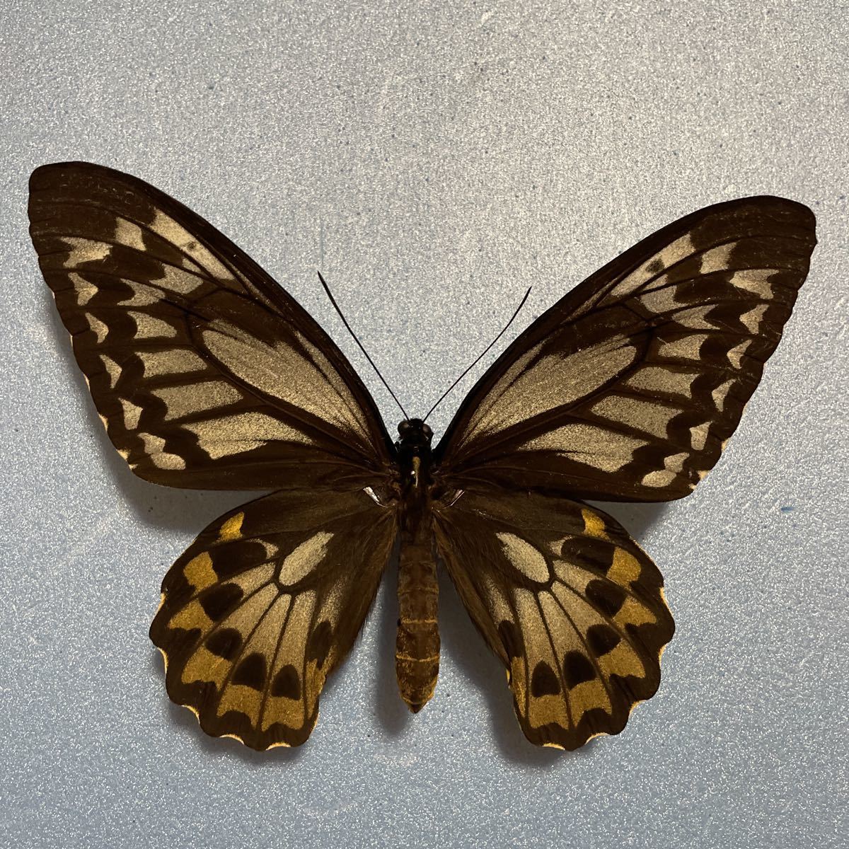アカメガネトリバネアゲハ ssp.helios ♀ カルシタ 島 産