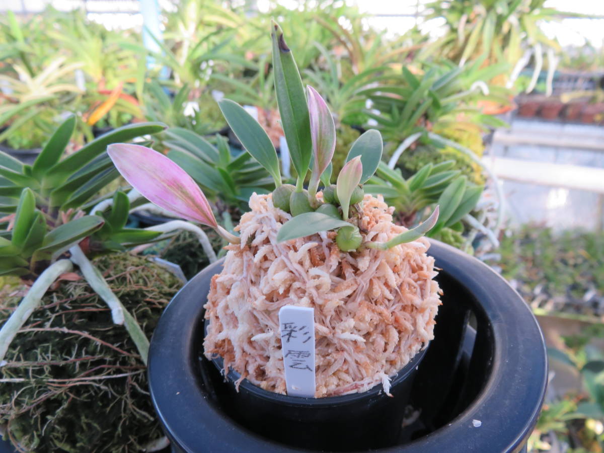 ミヤマムギラン 紅珊瑚 【富貴蘭・春蘭・山野草・寒蘭】