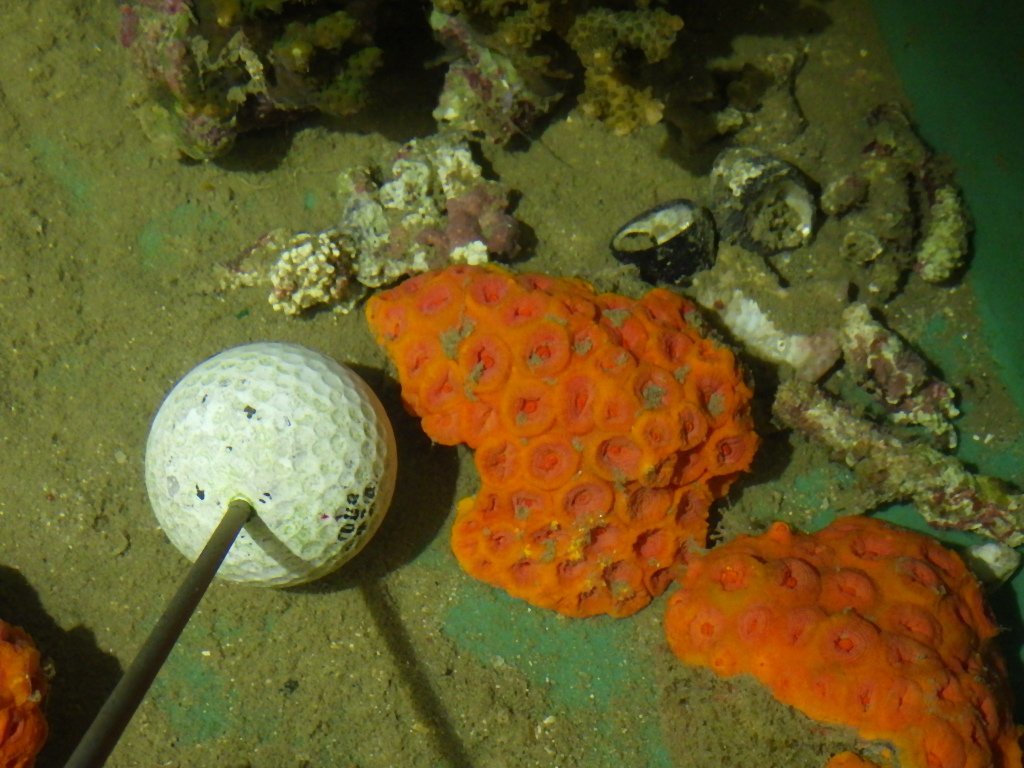 肛門いぼのリスクがあるのは誰ですか?