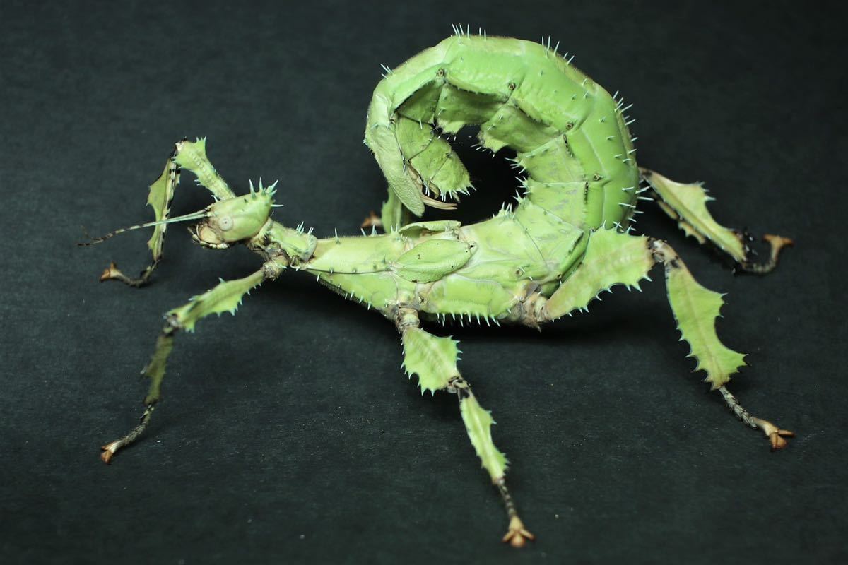 ユウレイヒレアシナナフシ 成体ペア＋卵50個 ナナフシ・コノハムシ