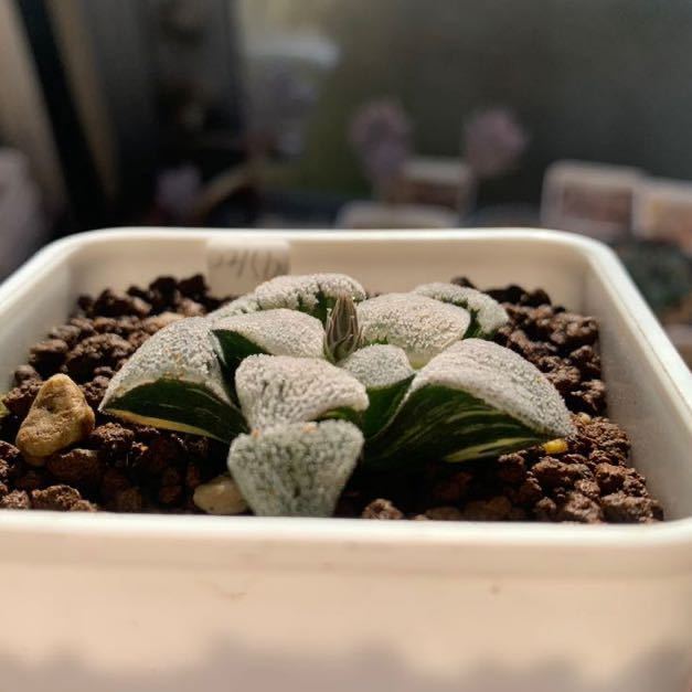 ハオルチア 丸葉ピグマエア錦 ハオルチア 丸葉ピグマエア錦