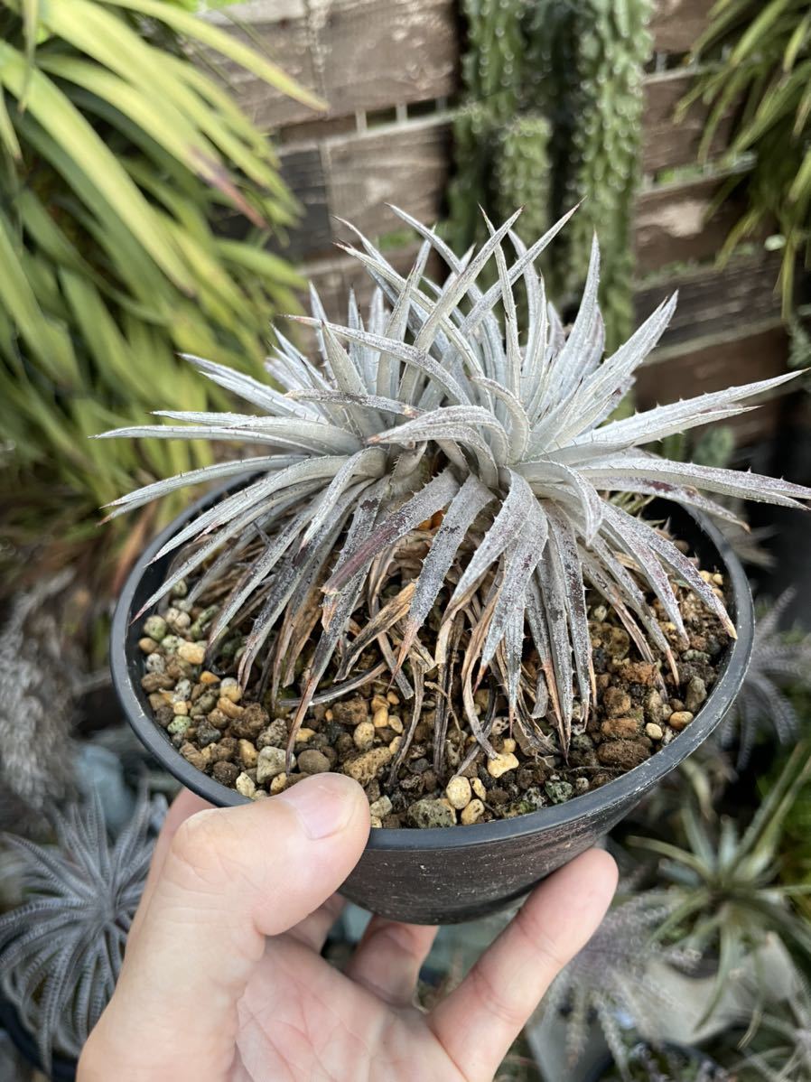 目立った傷や汚れなし】Dyckia choristaminea silver small clone