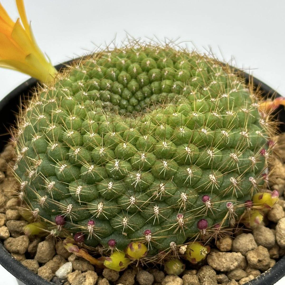 多肉植物 サボテン 宝山｜花、園芸