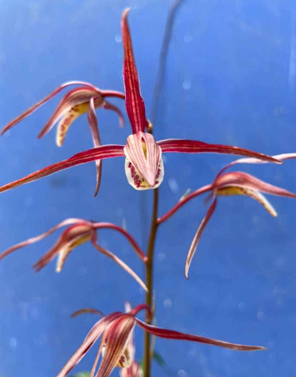 ★流木　マングローブ　２８　S 33cm ★ 天然 マングローブ 流木 3個セット Ｓ（サイズ・約８