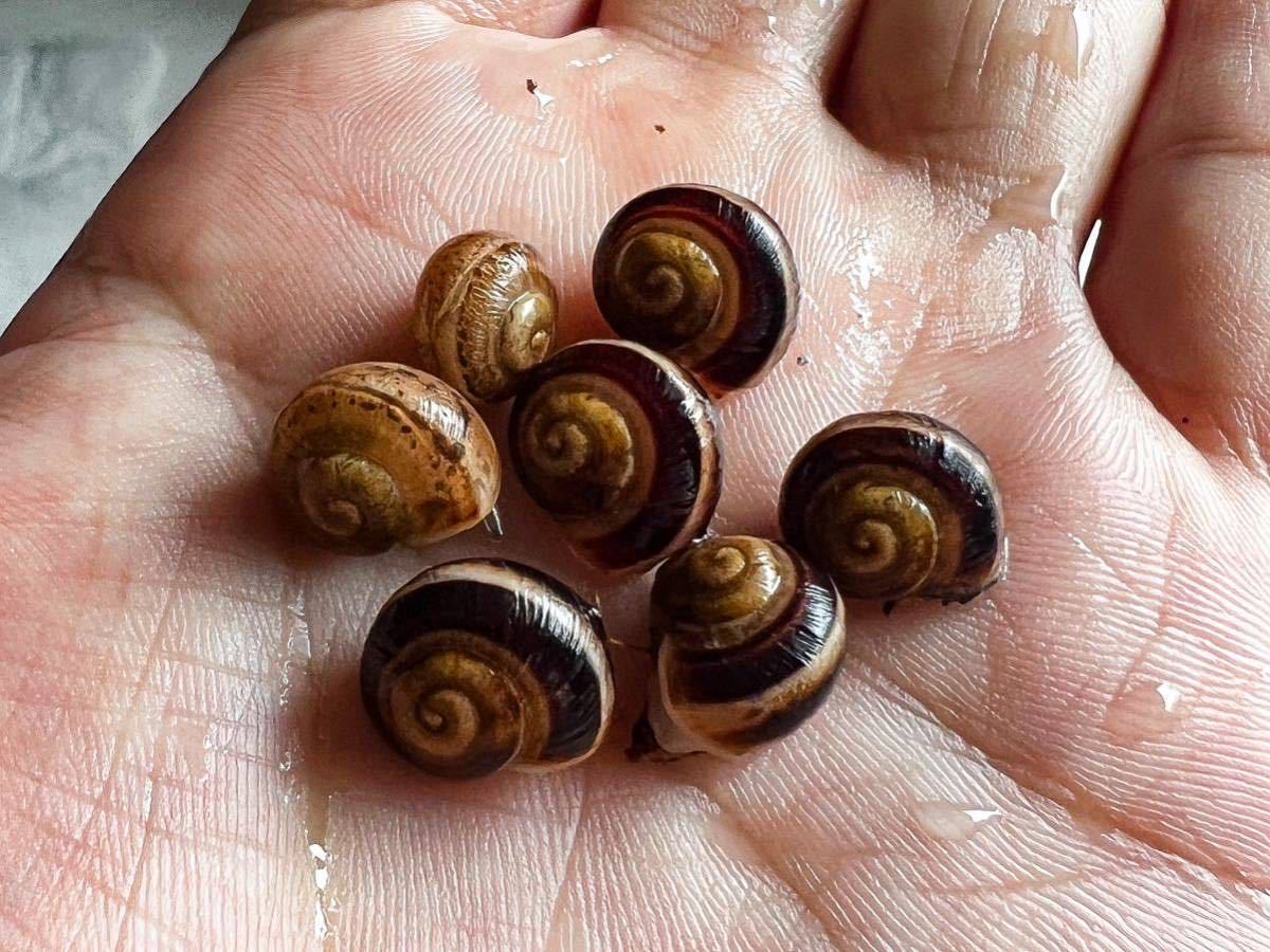 ヌリツヤマイマイの仲間 (Powelliphonta)③ 大きめ