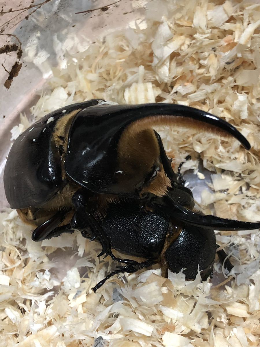 10匹】サタンオオカブト 初令〜2令幼虫