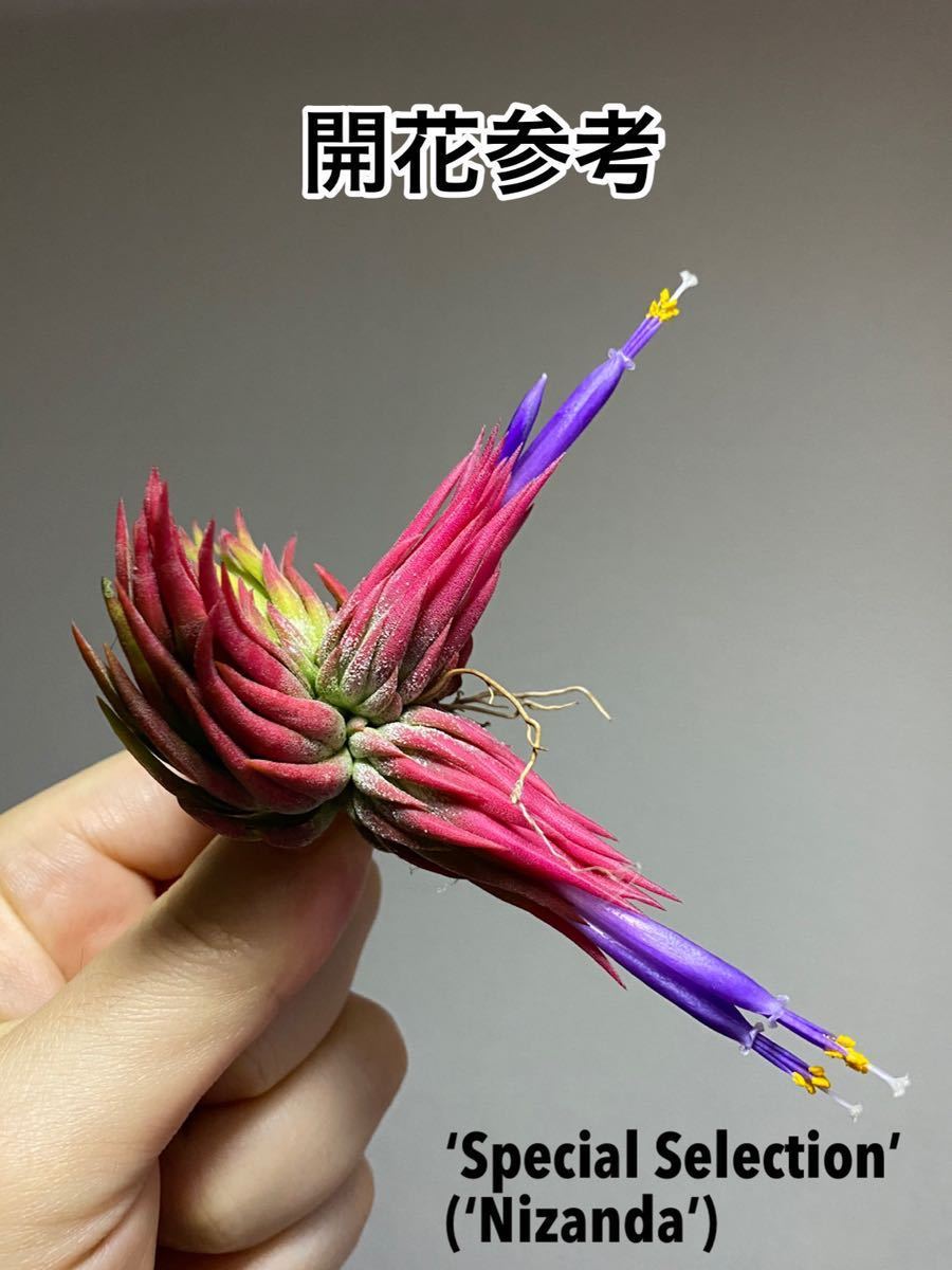 Tillandsia ionantha 'Nizanda'