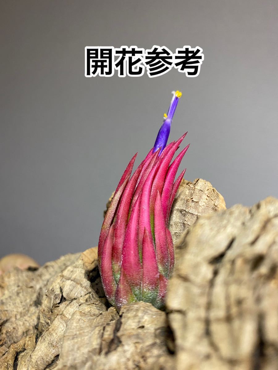 目立った傷や汚れなし】Tillandsia ionantha 'Special Selection