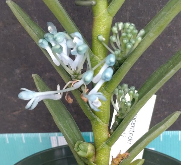 期間限定出品‼️［洋蘭原種］Cleisocentron abasii x sib 期間限定出品‼️［洋蘭原種］Cleisocentron abasii x sib - メルカリ