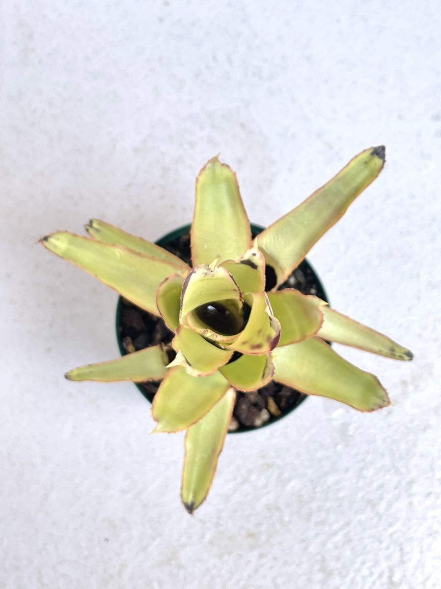 Quesnelia 