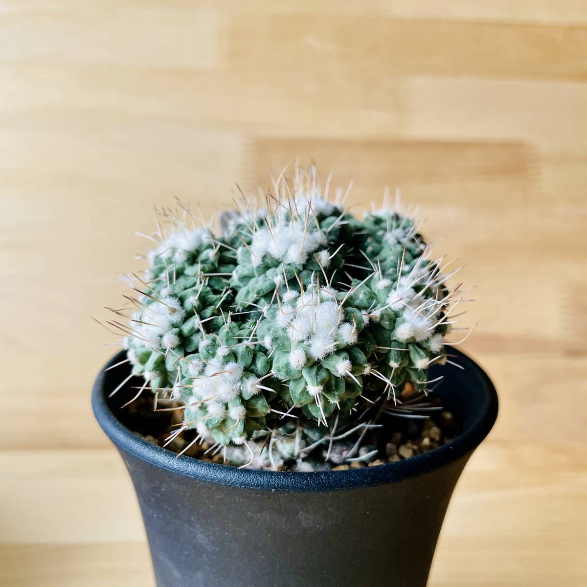 菊水 綴化 実生 strombocactus 白棘菊水綴化群生《XL size》驚愕激希少‼️現地球