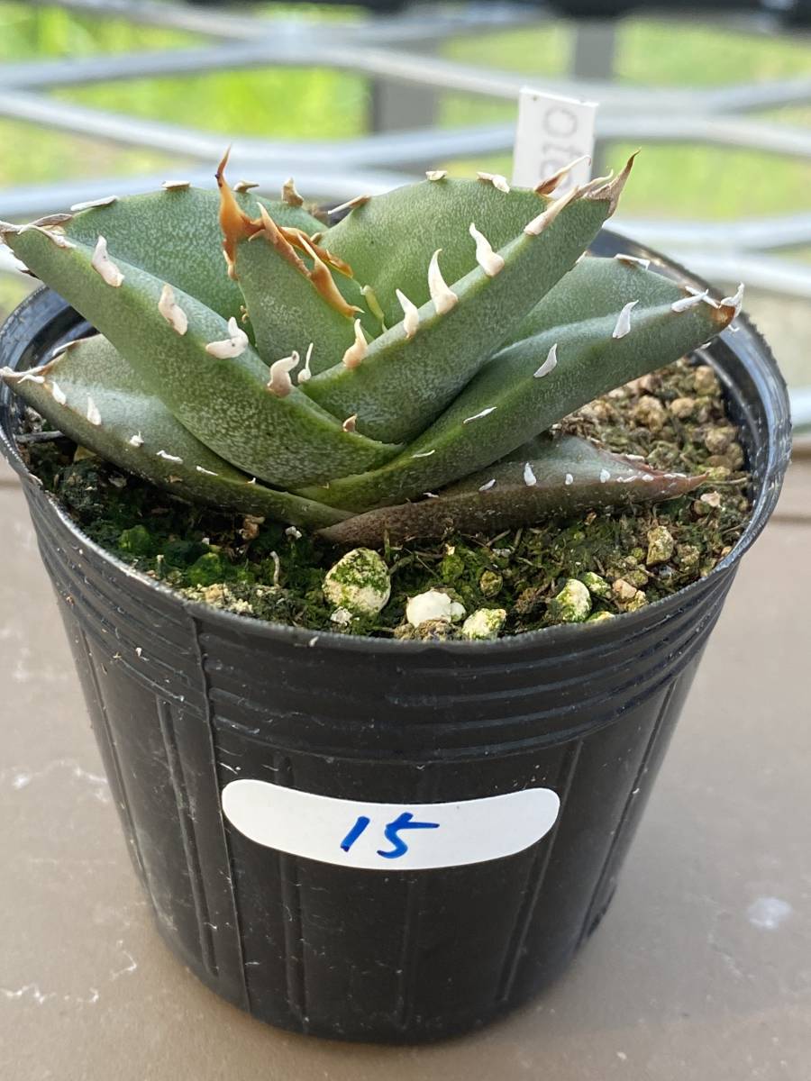 ユタエンシス エボリスピナ 陽炎 短葉 アガベ コンパクト