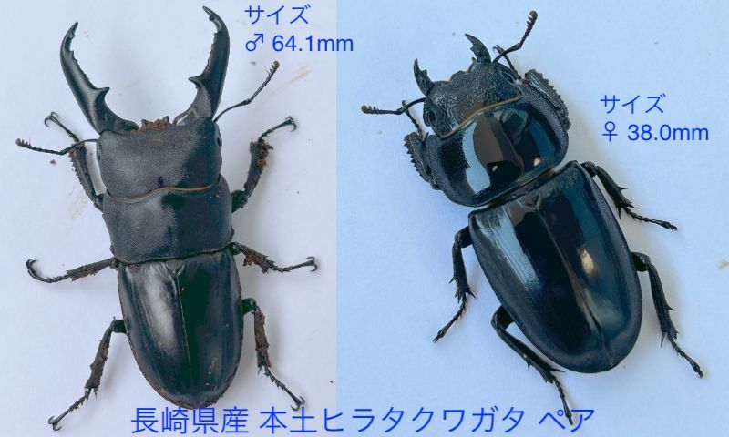 Yahoo!オークション ☆セール！貴重！小宝島産タカラヒラタクワガタ