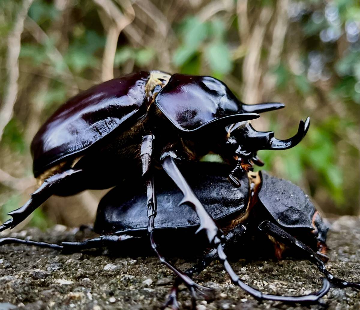 コロンビア産 レックスゾウカブト 113mm wannabee