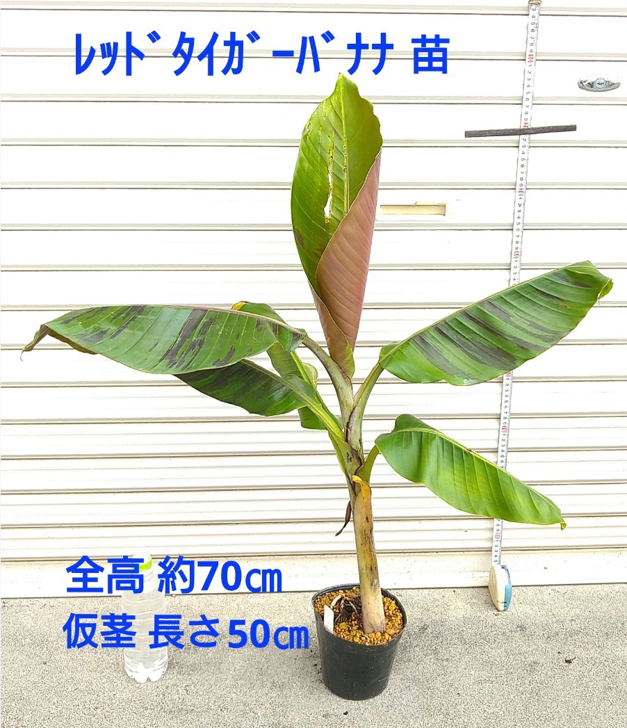 【冬季限定価格】★レッドタイガーバナナ★苗 冬季限定価格】☆レッドタイガーバナナ☆苗 バナナ ダージリンバナナ