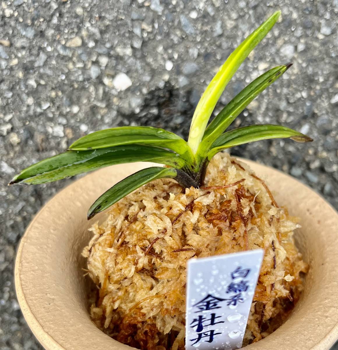 富貴蘭 希少珍品種【豆ん棒】伝統園芸 東洋蘭 斑入り山野草