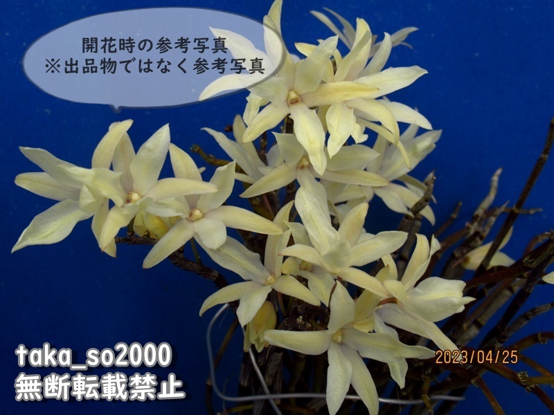 ☆寒蘭「天鷲」命名株・最上木・紀州寒蘭の代表花、濃い紅花の