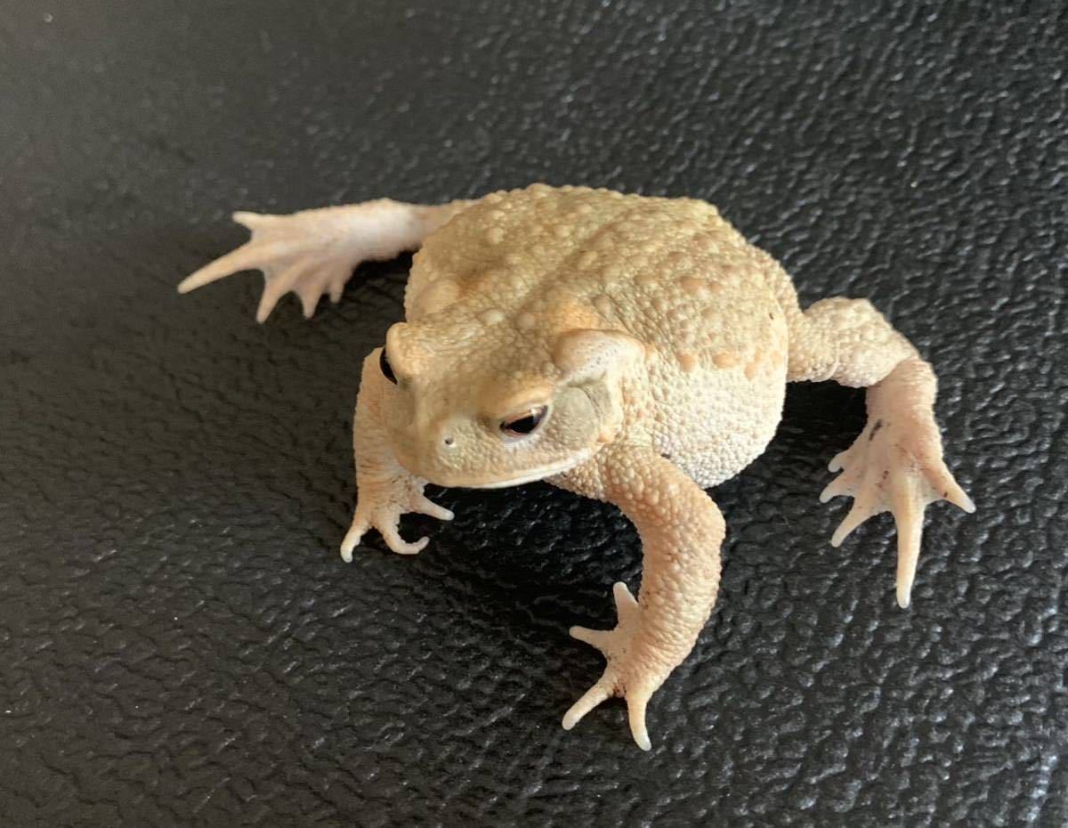 アズマヒキガエル ハイポ系のまるまるした白めのコ