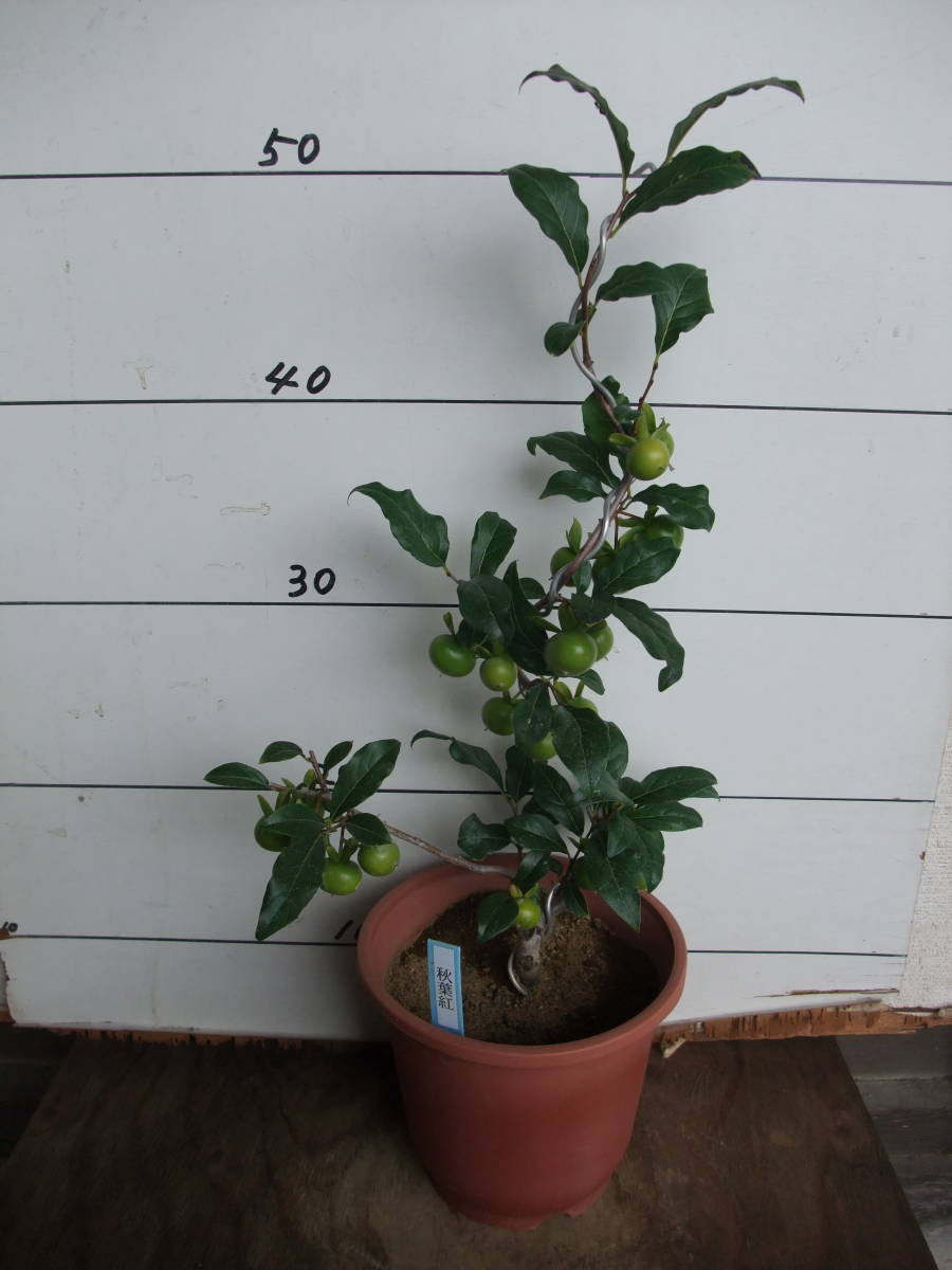 老爺柿 雌の木 ロウヤガキ メス木 盆栽 観賞用 (K) 楽天市場】老爺柿（ロウヤガキ）雌木(メス) 7号 苗木(J04) : 千草園芸