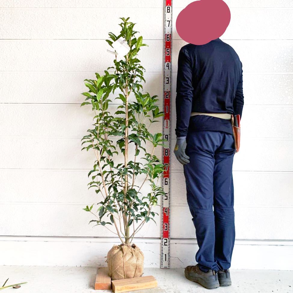 良い香り　金木犀 【根巻き キンモクセイ 秋の満開 シンボルツリー 生垣】 秋の満開 良い香り 金木犀 約130cm【根巻き キンモクセイ 苗木