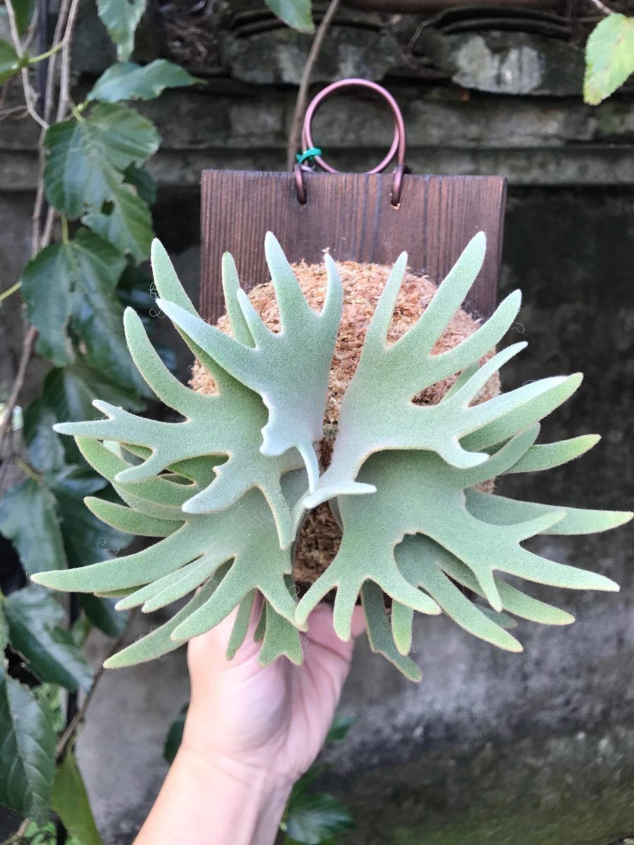 Jade フラワー・ガーデニング ビカクシダ ジェイドガール 板付